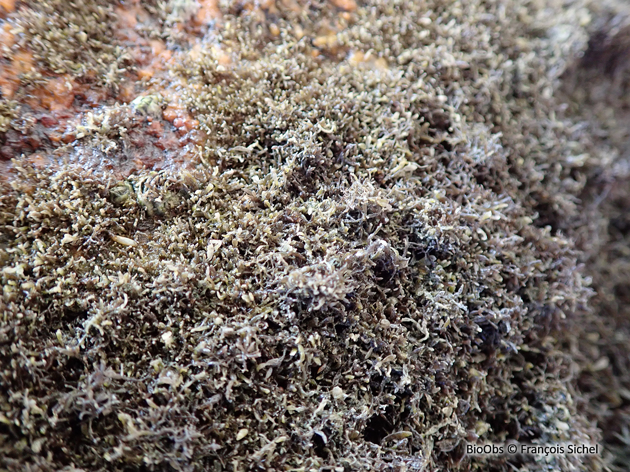 Caténelle en touffe - Catenella caespitosa - François Sichel - BioObs