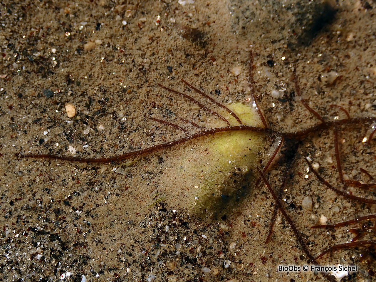 Gracilaire vermiforme - Gracilaria vermiculophylla - François Sichel - BioObs