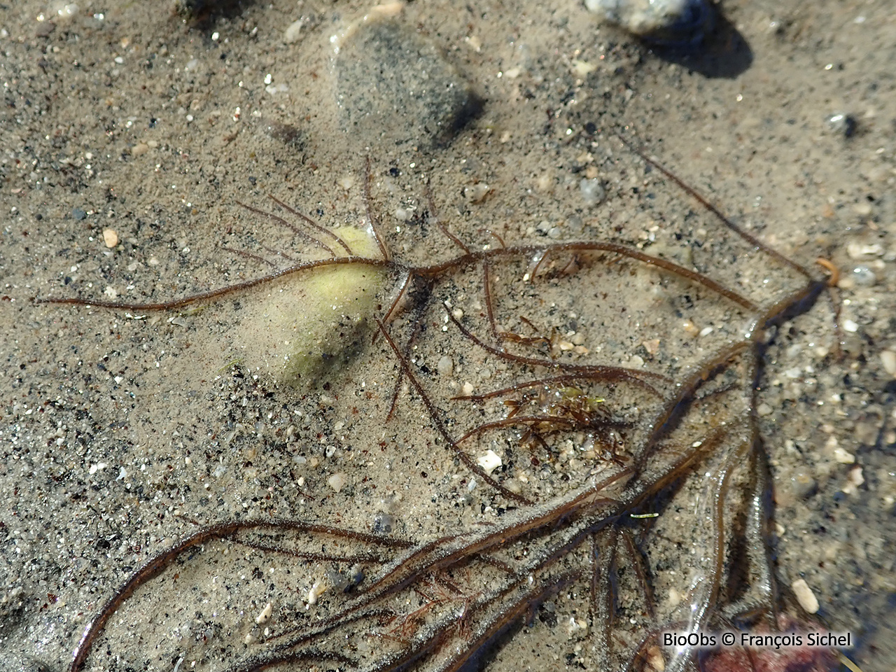 Gracilaire vermiforme - Gracilaria vermiculophylla - François Sichel - BioObs