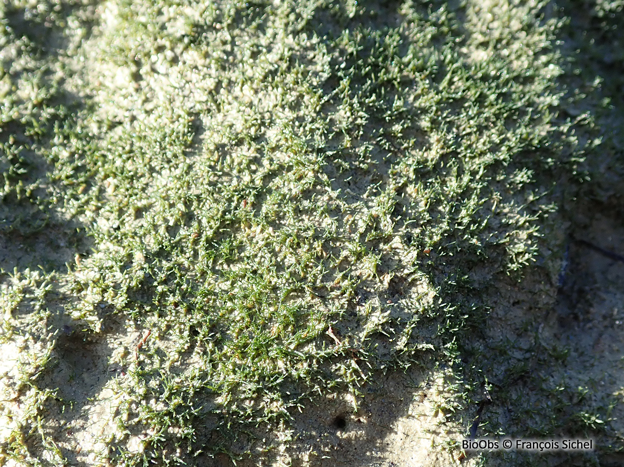 Vaucheria (genre) - Vaucheria sp - François Sichel - BioObs