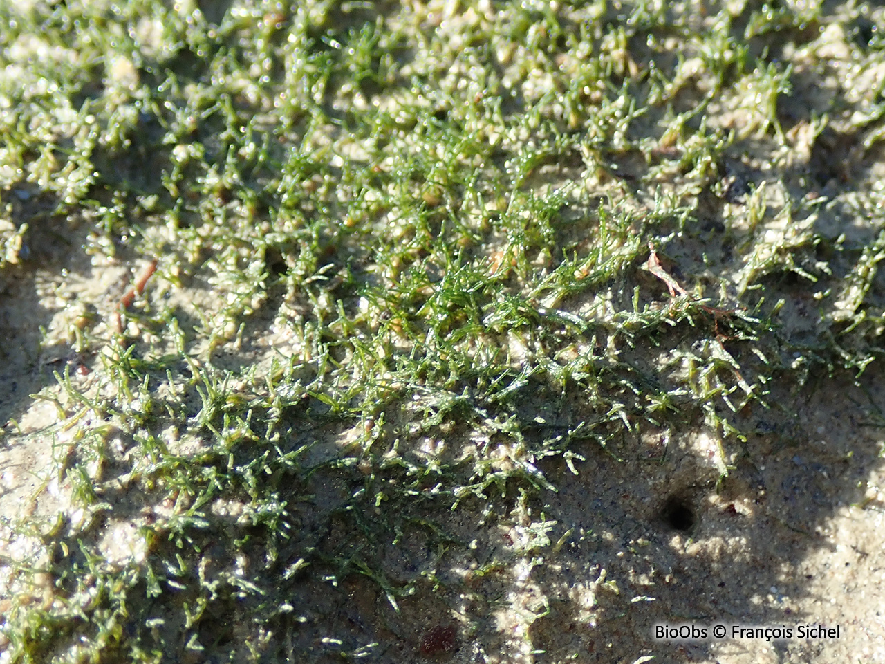Vaucheria (genre) - Vaucheria sp - François Sichel - BioObs
