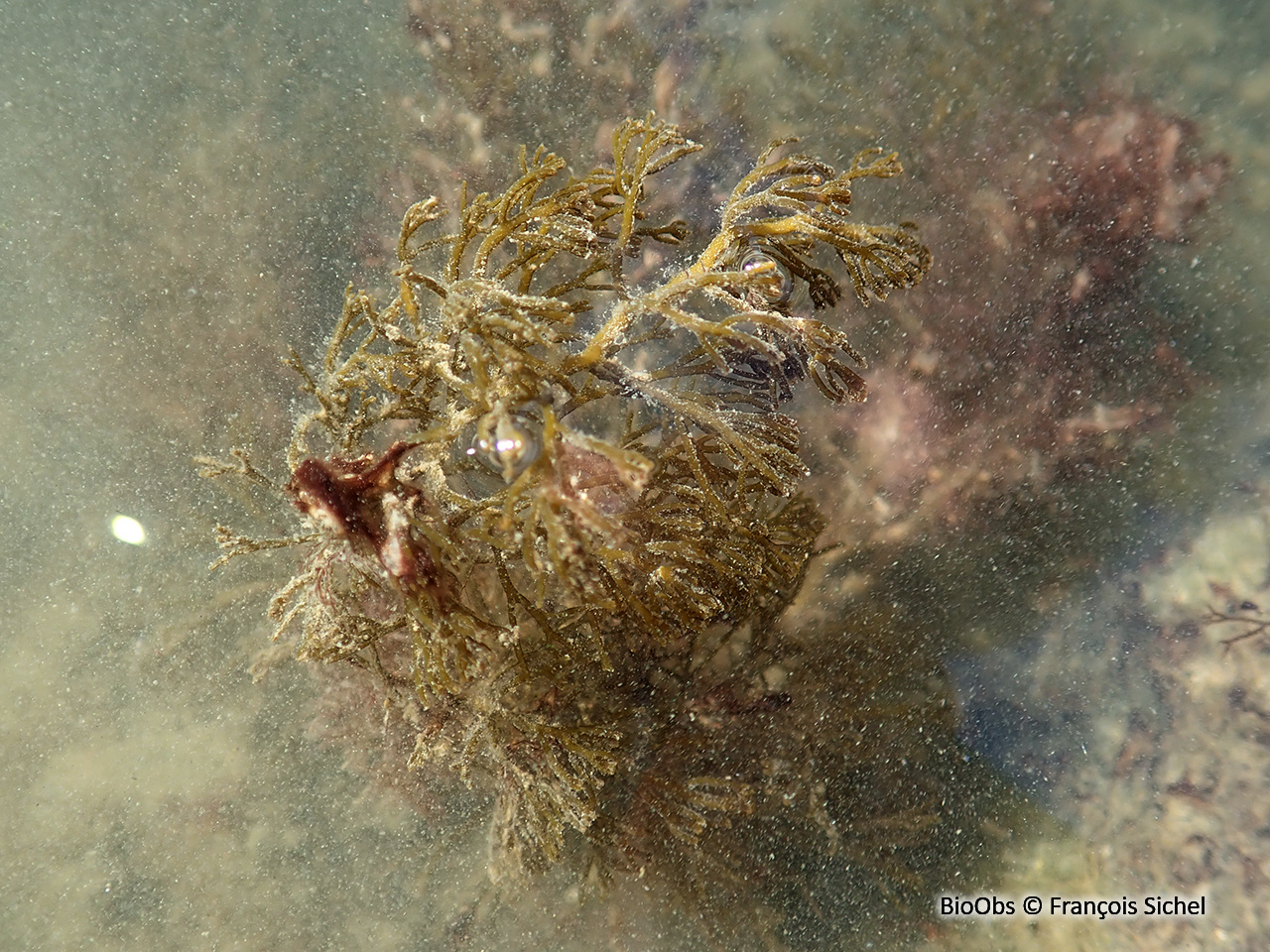 Cystoseire humble - Cystoseira humilis - François Sichel - BioObs