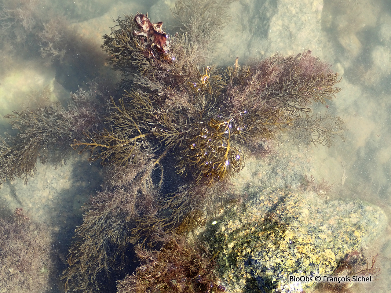 Cystoseire humble - Cystoseira humilis - François Sichel - BioObs