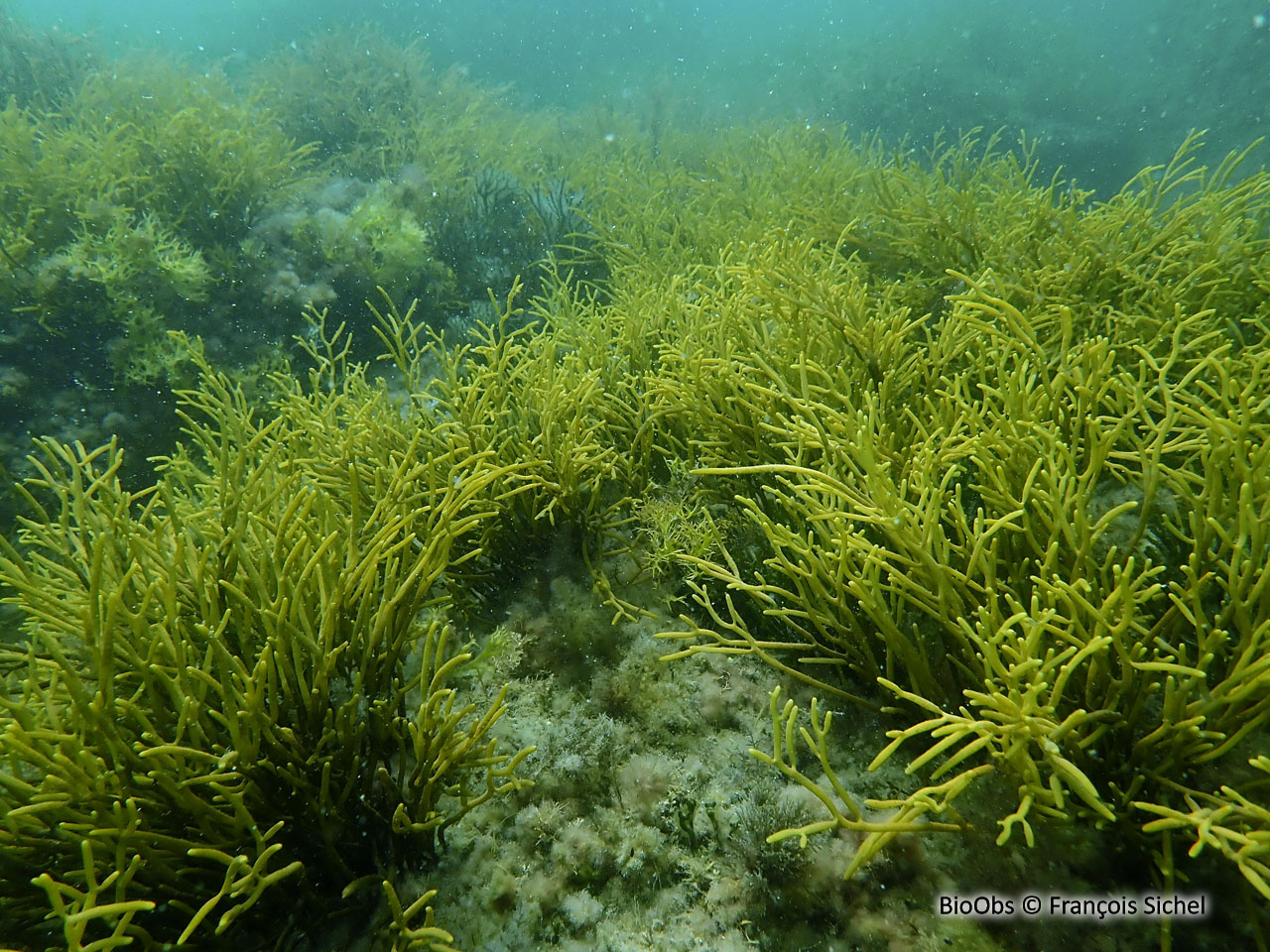 Bifurcaire - Bifurcaria bifurcata - François Sichel - BioObs