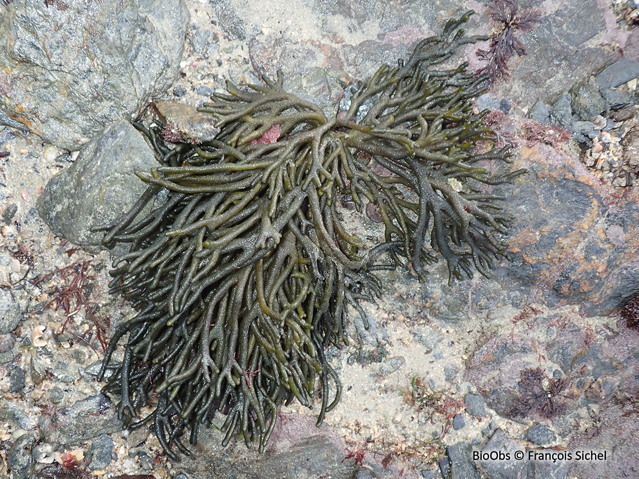 Codium tomenteux - Codium tomentosum - François Sichel - BioObs