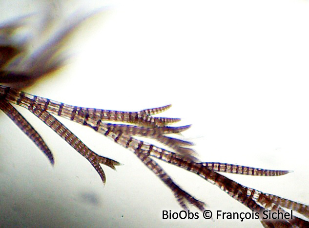 Polysiphonie nue - Carradoriella denudata - François Sichel - BioObs