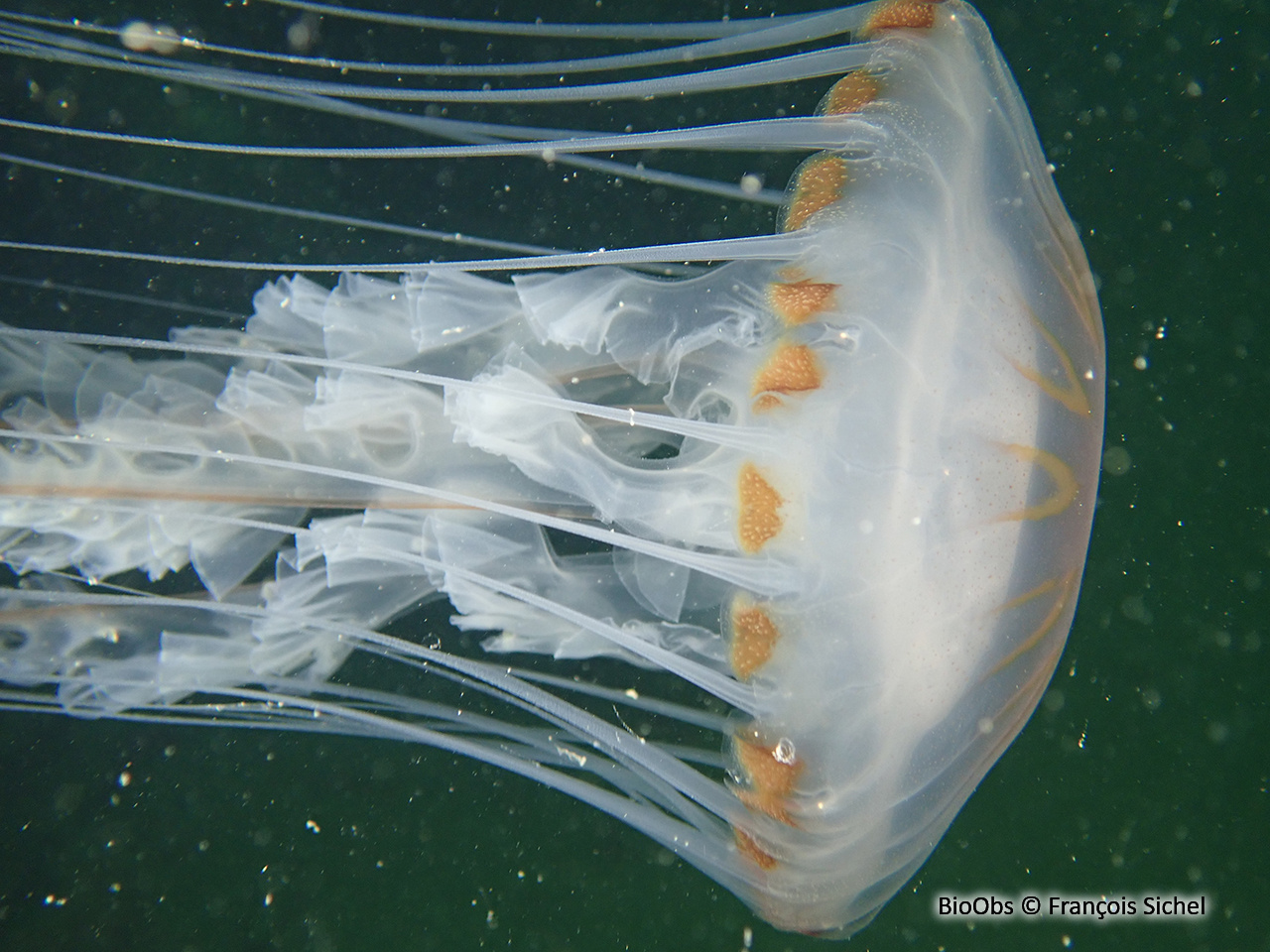 Méduse rayonnée - Chrysaora hysoscella - François Sichel - BioObs
