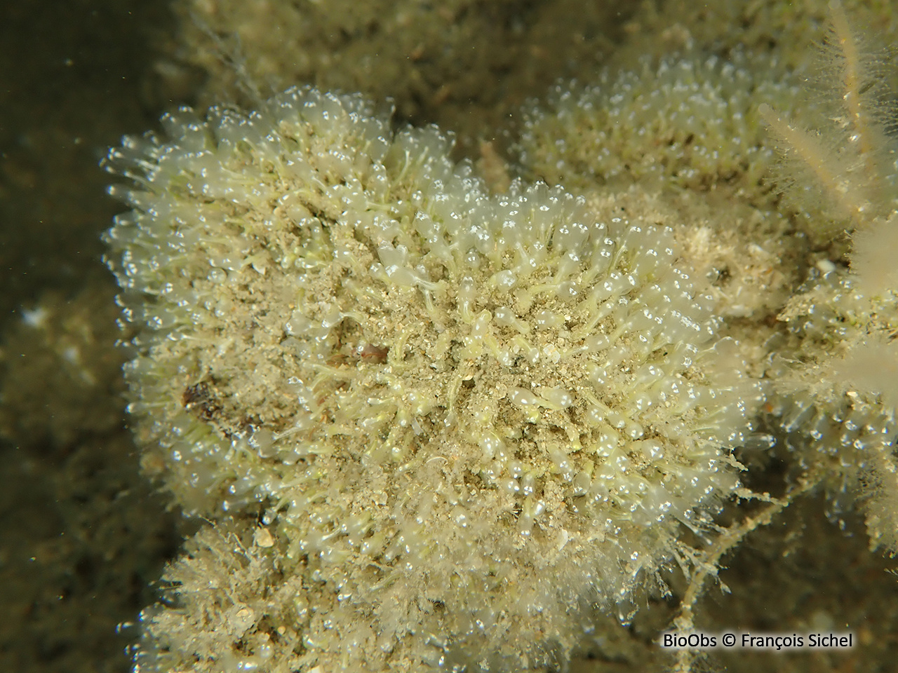 Ascidiole néon - Pycnoclavella aurilucens - François Sichel - BioObs