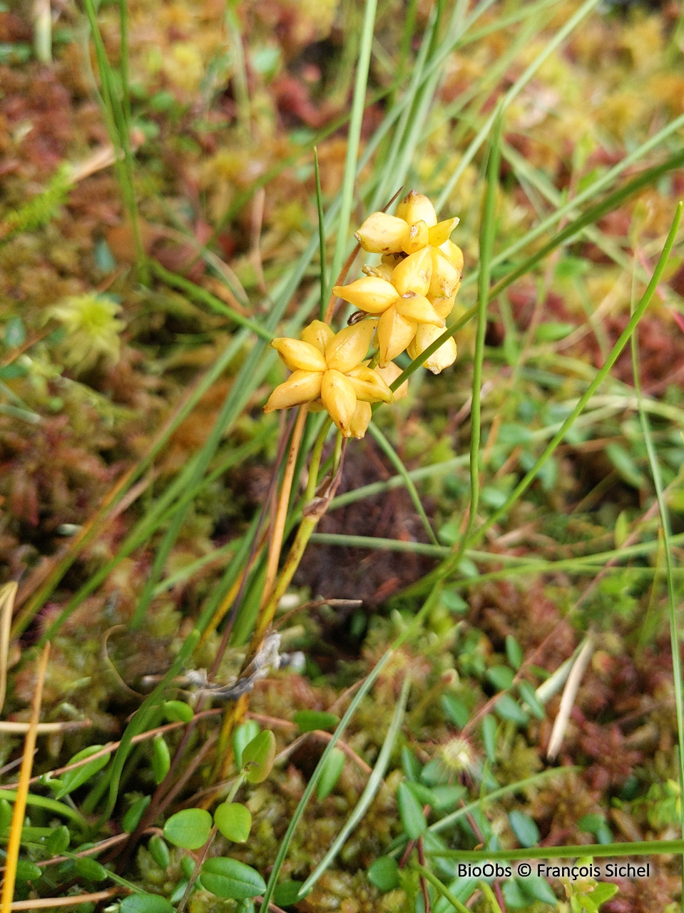 Scheuchzérie des marais - Scheuchzeria palustris - François Sichel - BioObs