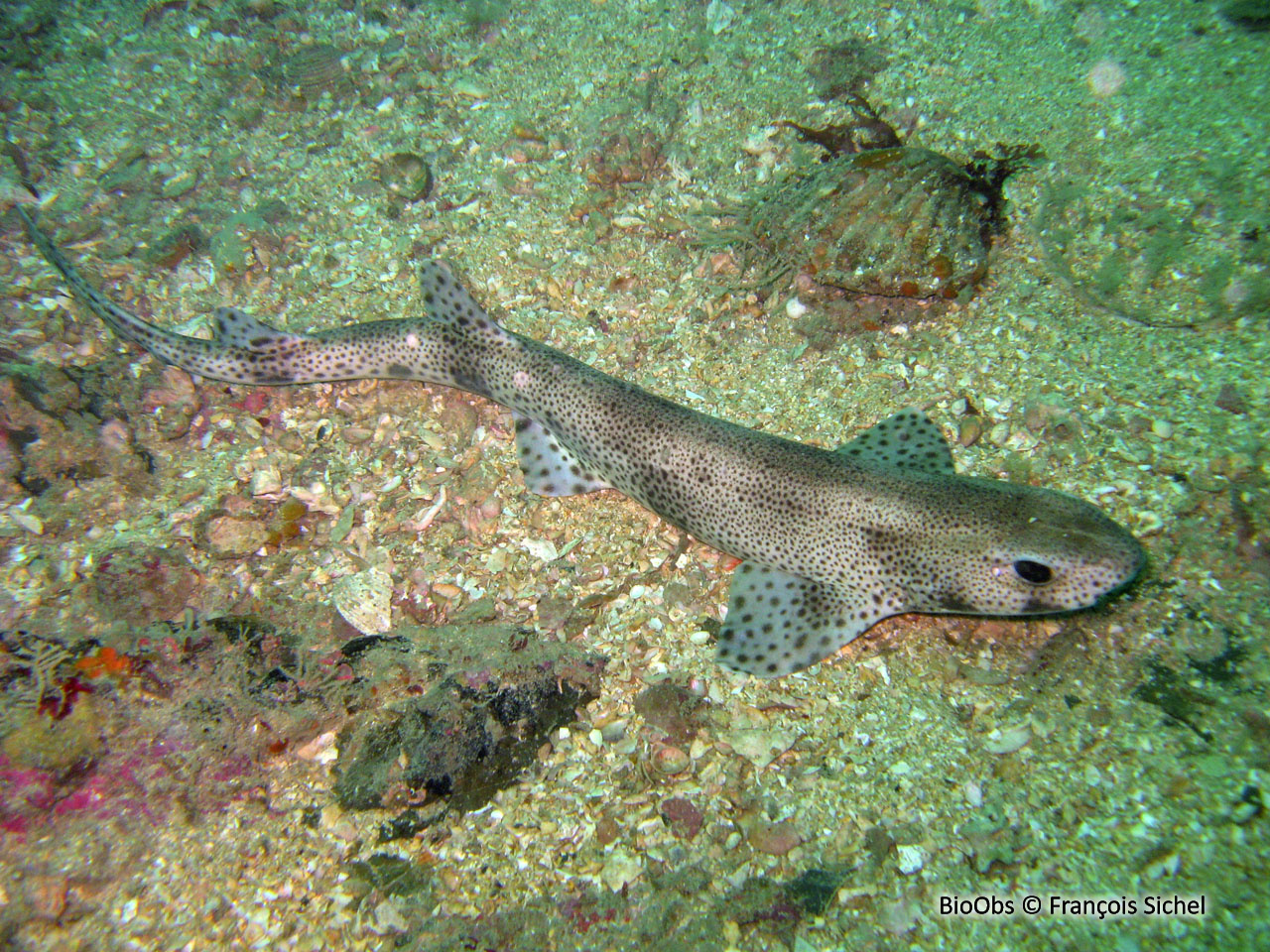 Petite roussette - Scyliorhinus canicula - François Sichel - BioObs