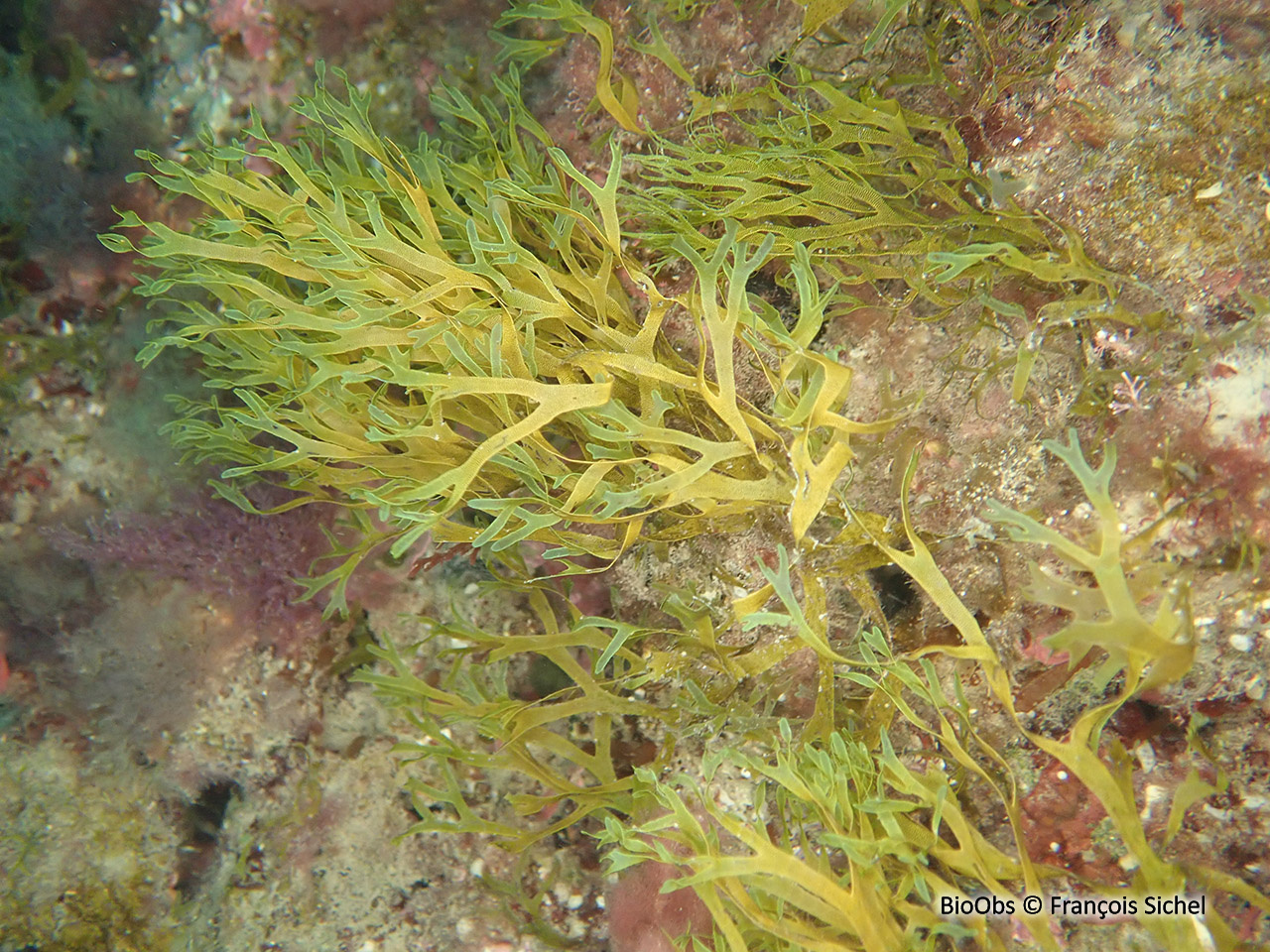 Dictyote rubanée - Dictyota fasciola - François Sichel - BioObs