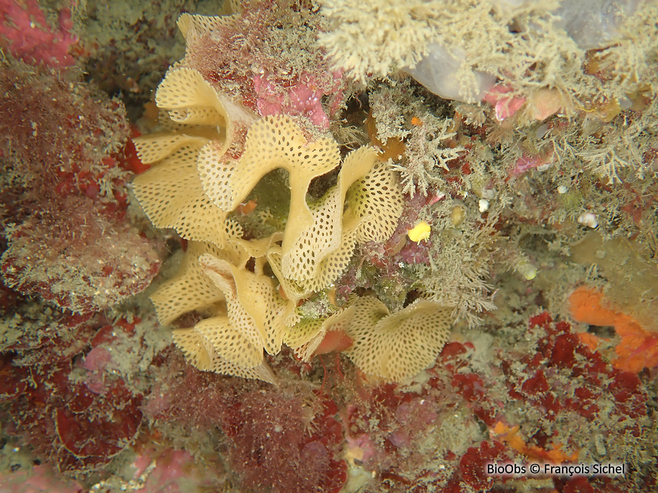 Dentelle de Neptune - Reteporella grimaldii - François Sichel - BioObs