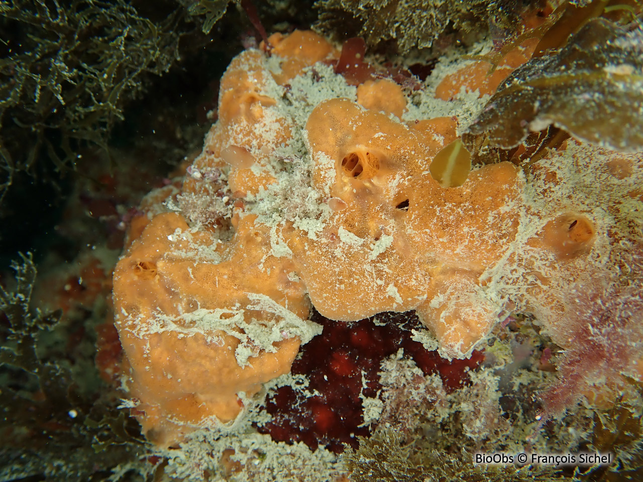 Phorbas velouté - Phorbas plumosus - François Sichel - BioObs