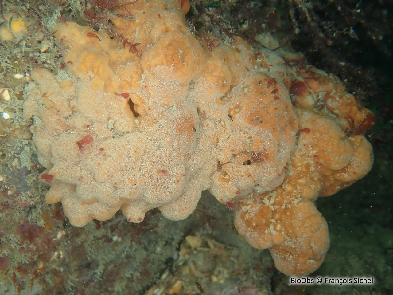 Clathria veinée - Clathria (Microciona) strepsitoxa - François Sichel - BioObs