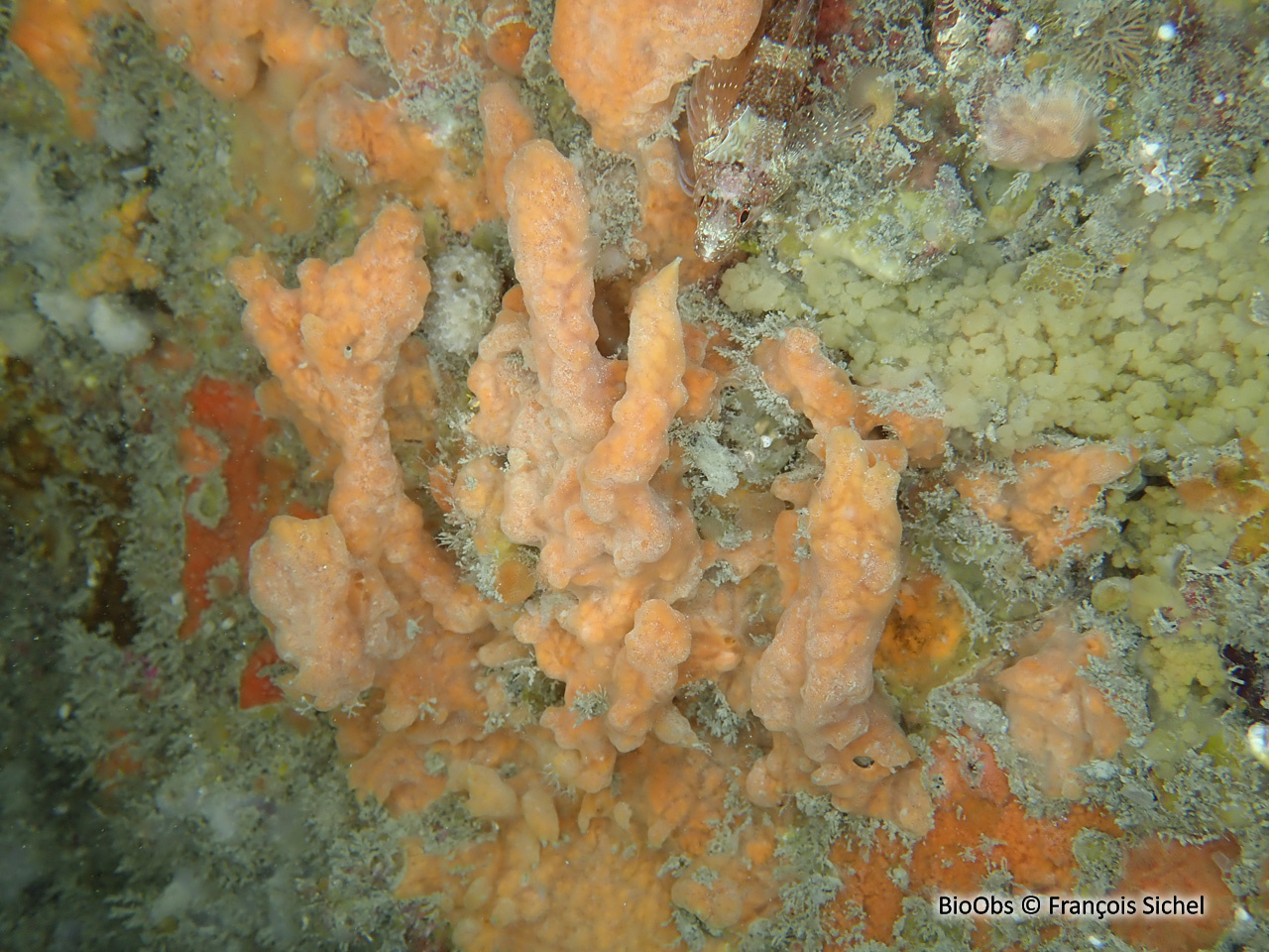 Clathria veinée - Clathria (Microciona) strepsitoxa - François Sichel - BioObs