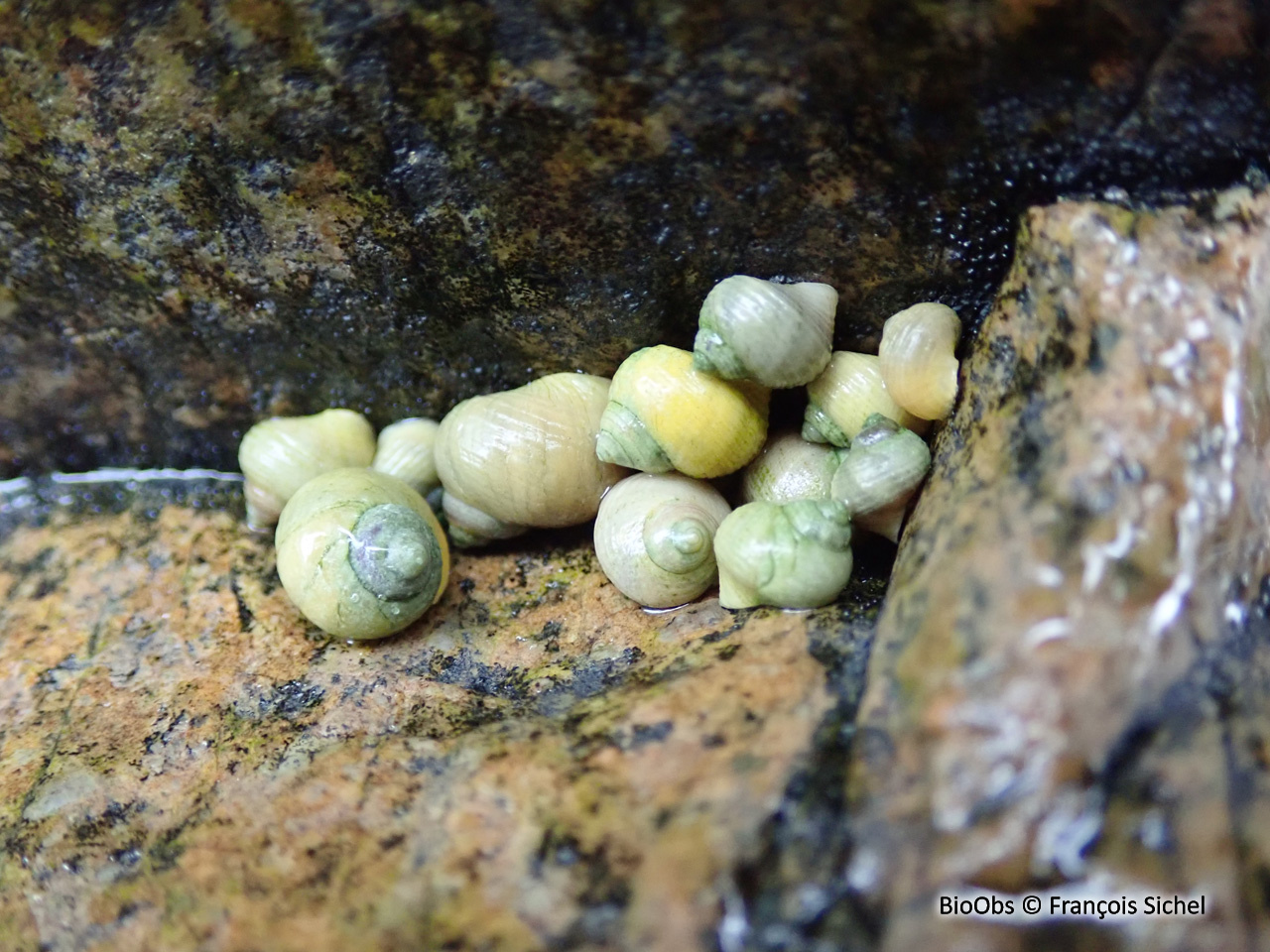 Littorine des rochers - Littorina saxatilis - François Sichel - BioObs