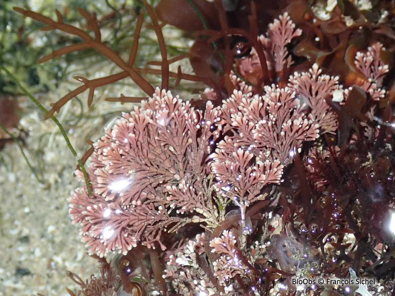 Coralline - Corallina officinalis - François Sichel - BioObs