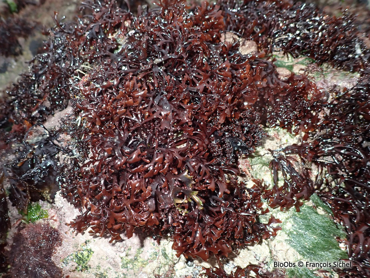 Goémon frisé - Chondrus crispus - François Sichel - BioObs