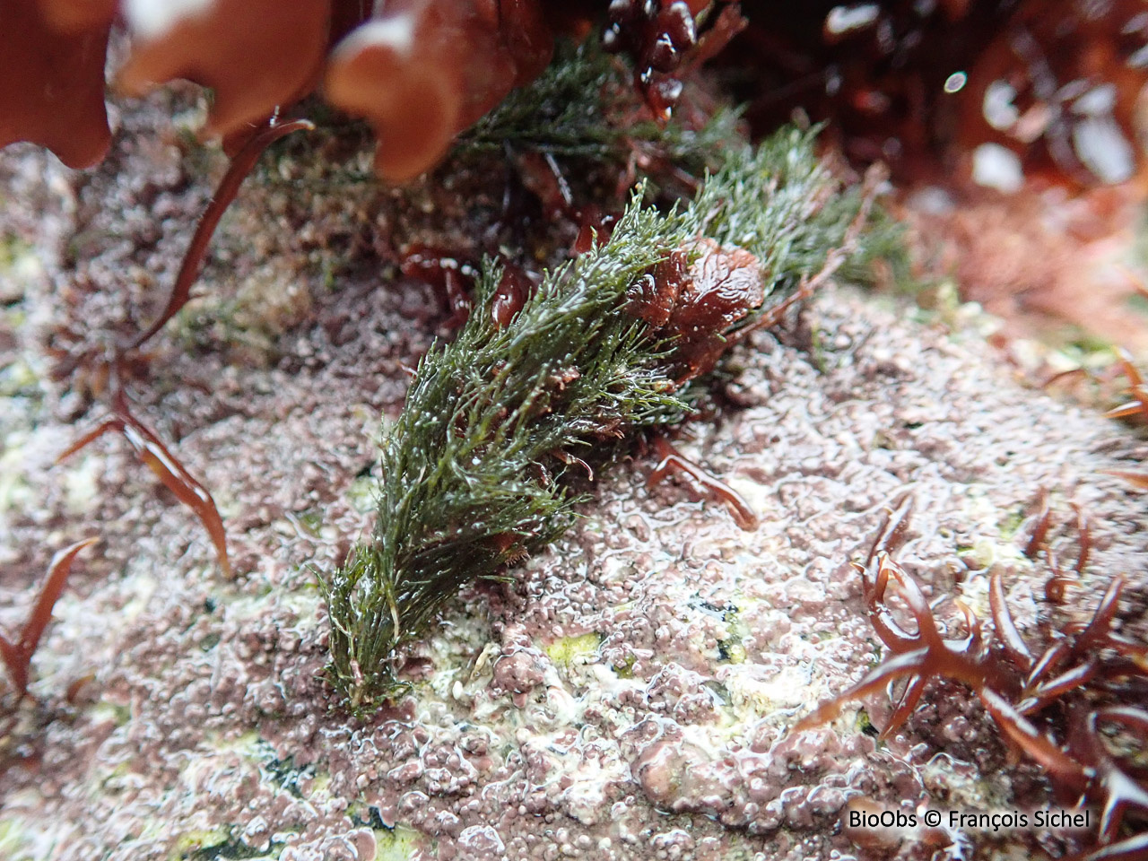Cladophore des rochers - Cladophora rupestris - François Sichel - BioObs