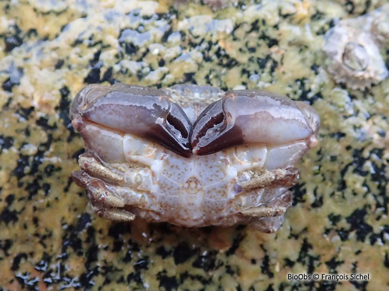 Crabe de pierre - Xantho hydrophilus - François Sichel - BioObs