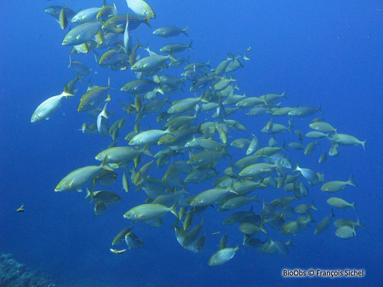 Saupe - Sarpa salpa - François Sichel - BioObs