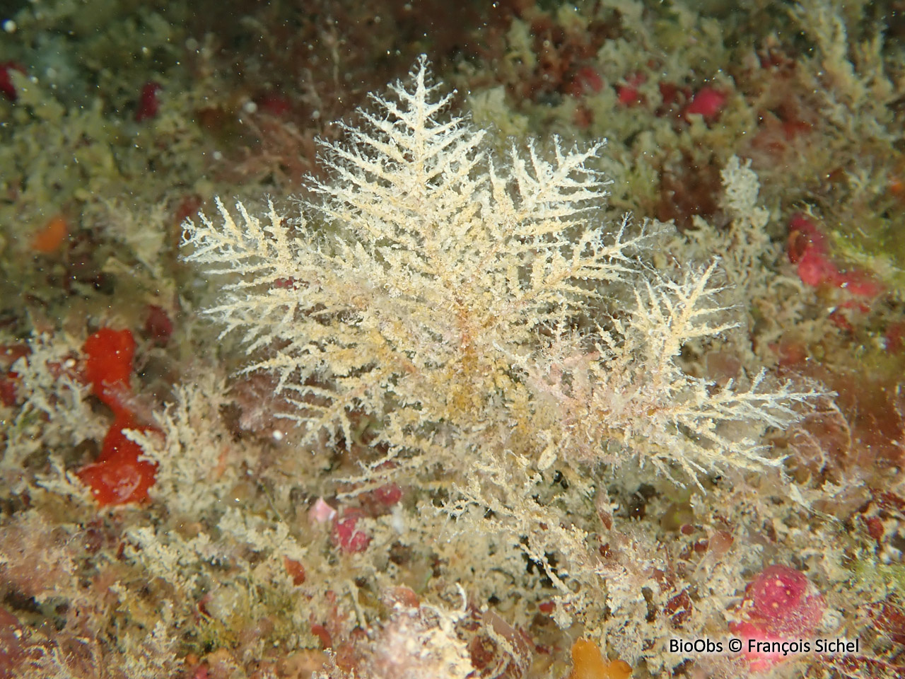 Sapin beige - Halecium halecinum - François Sichel - BioObs