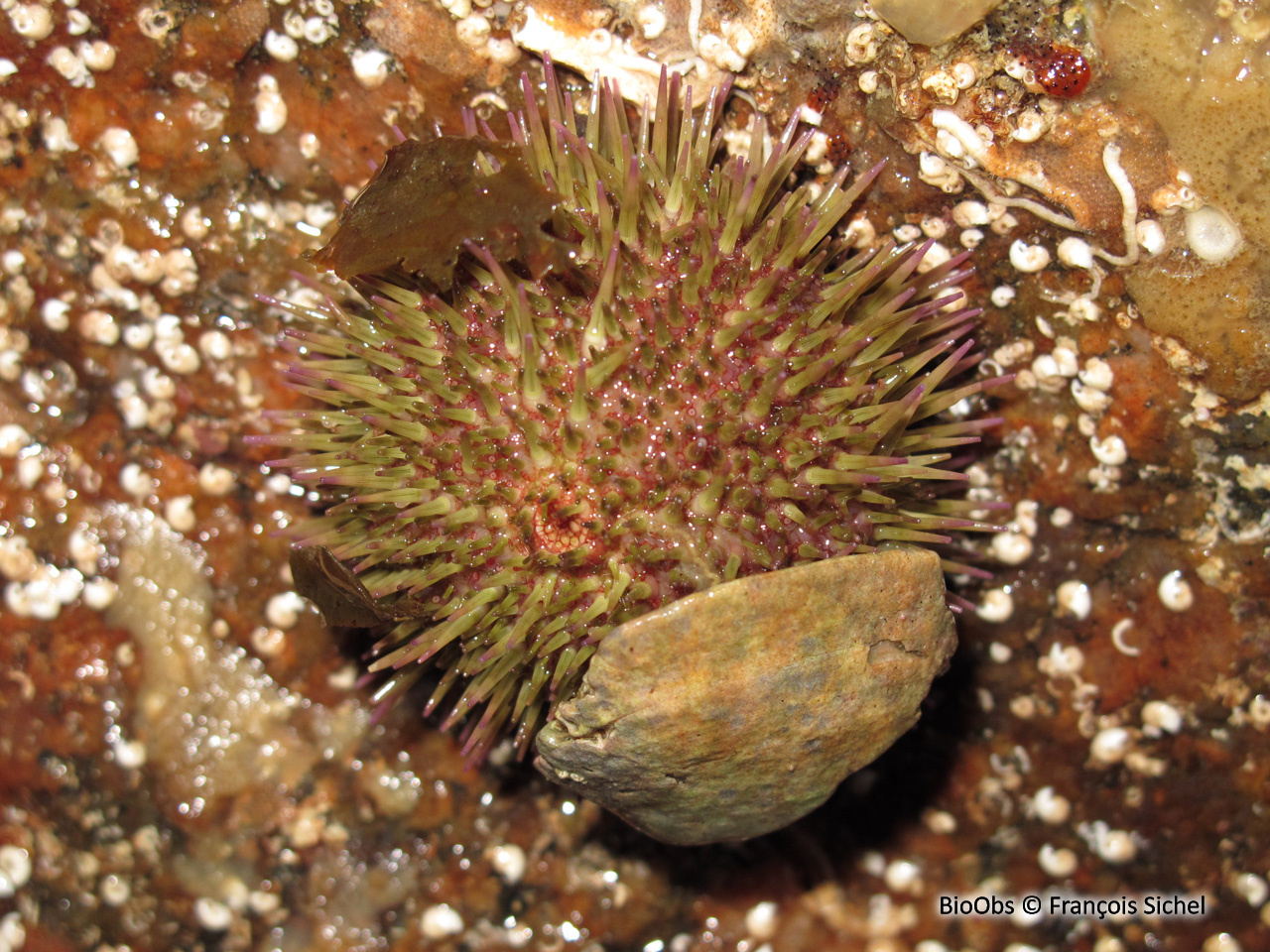 Oursin vert grimpeur - Psammechinus miliaris - François Sichel - BioObs