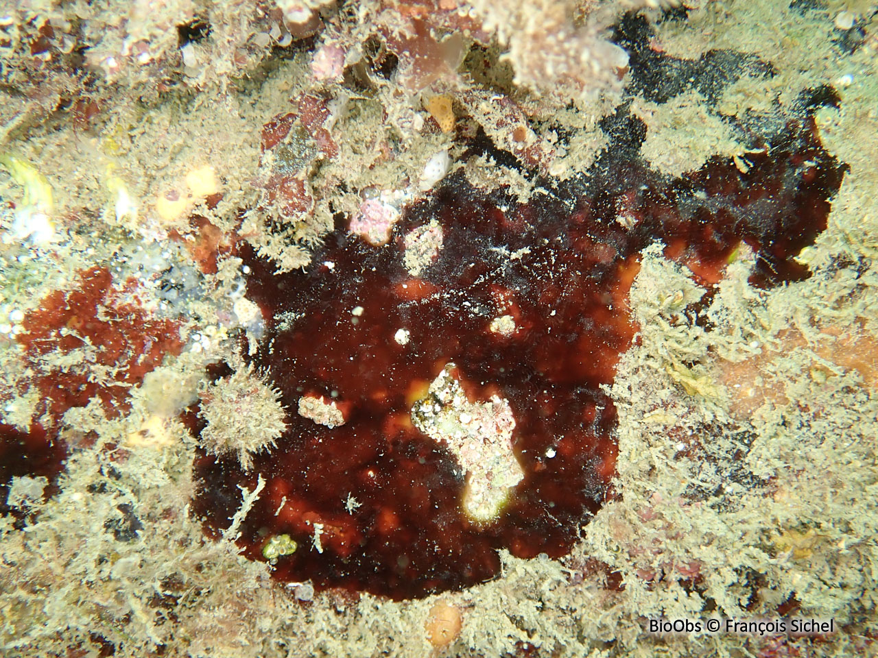 Algue velours rouge - Hildenbrandia rubra - François Sichel - BioObs