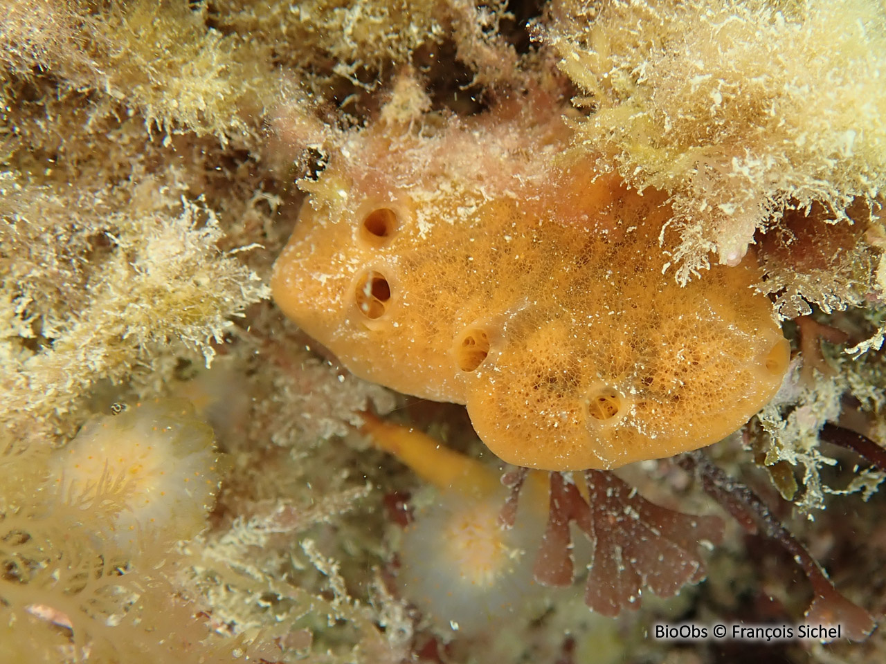 Phorbas velouté - Phorbas plumosus - François Sichel - BioObs