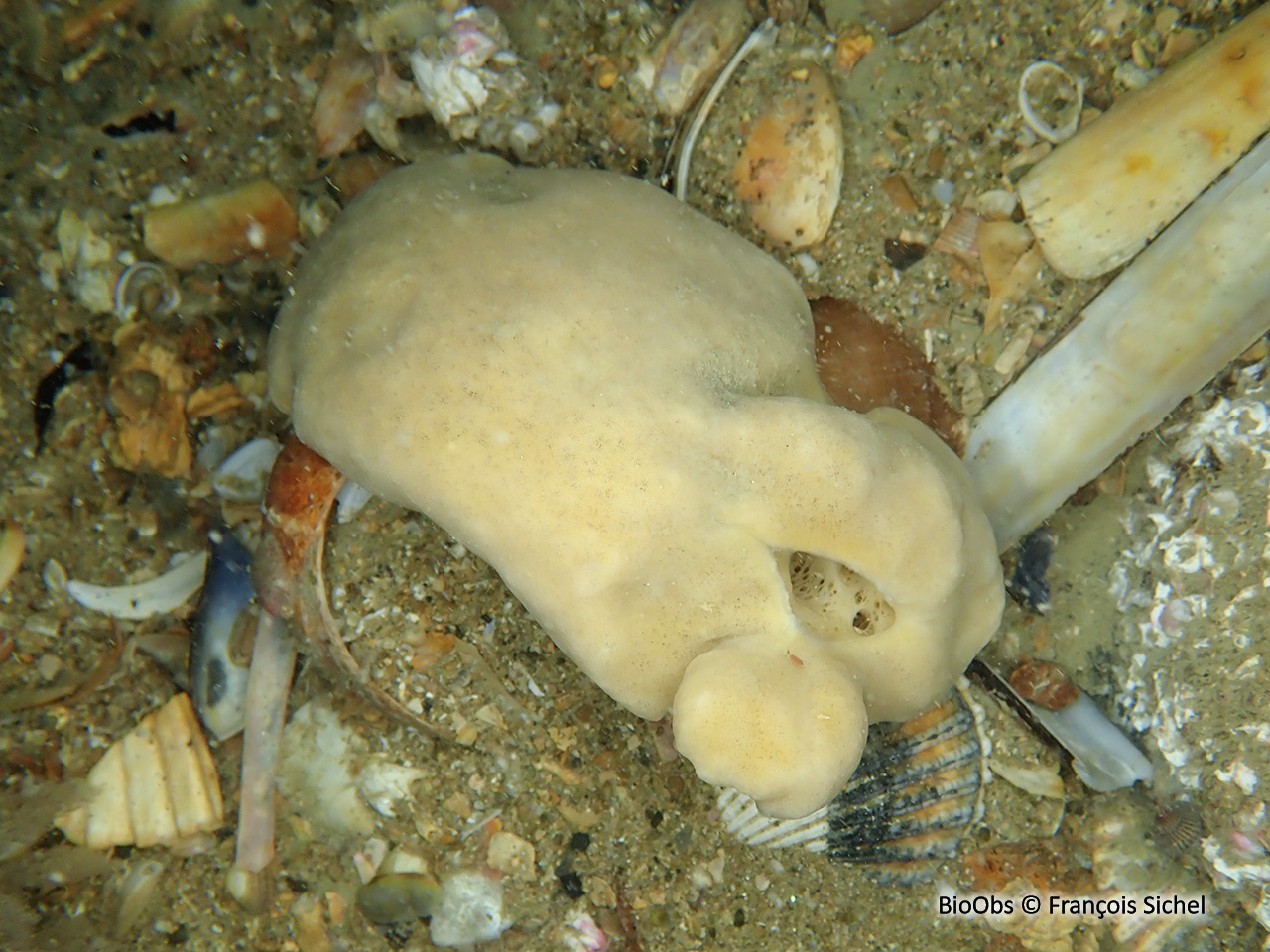 Subérite-figue - Suberites ficus - François Sichel - BioObs