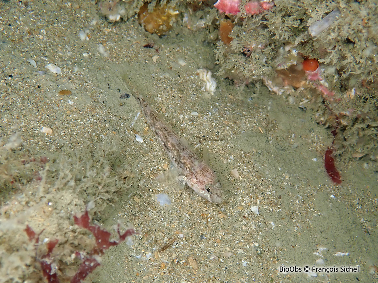 Gobie buhotte - Pomatoschistus minutus - François Sichel - BioObs