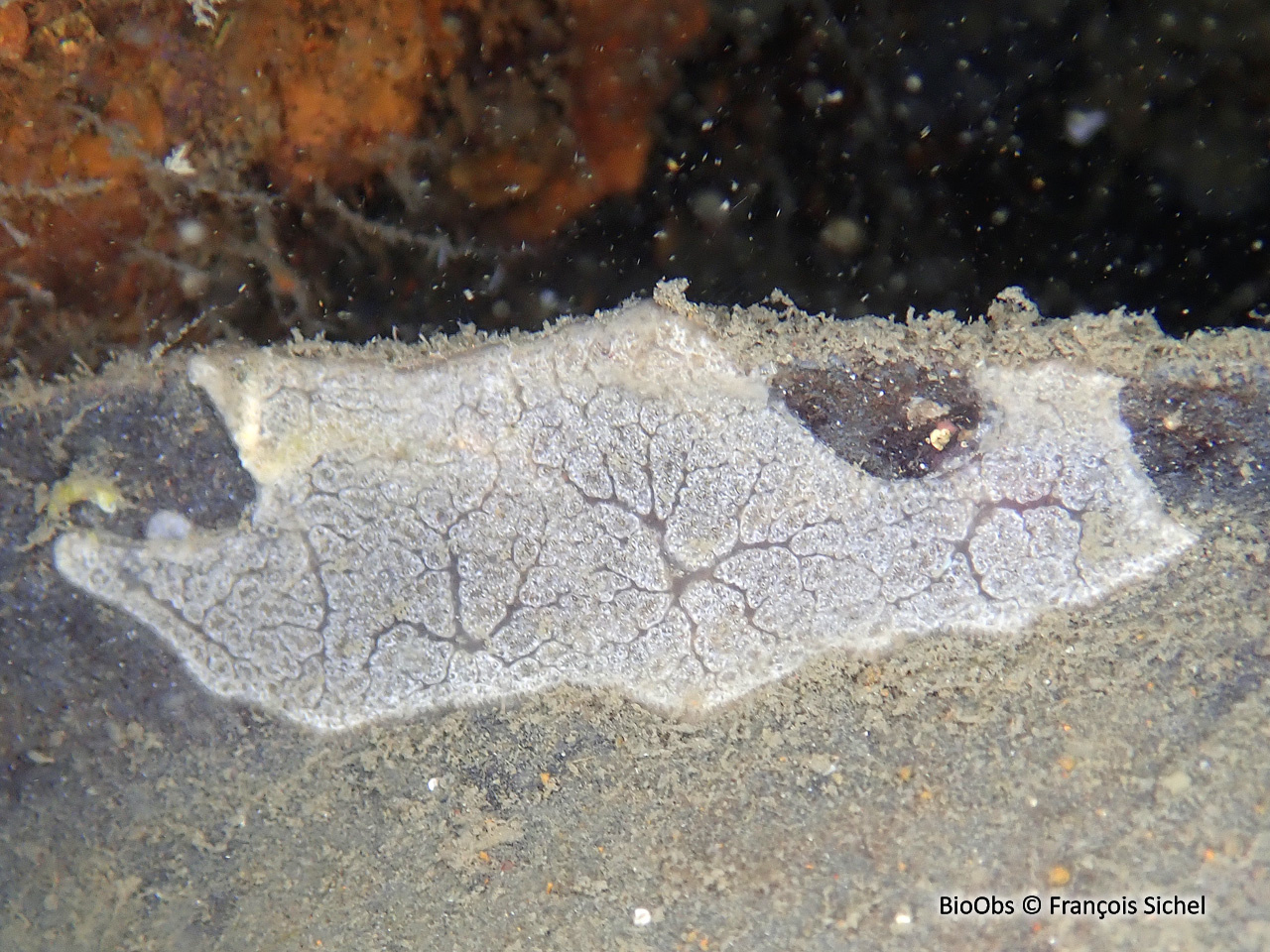 Didemne de Lahille - Didemnum lahillei - François Sichel - BioObs