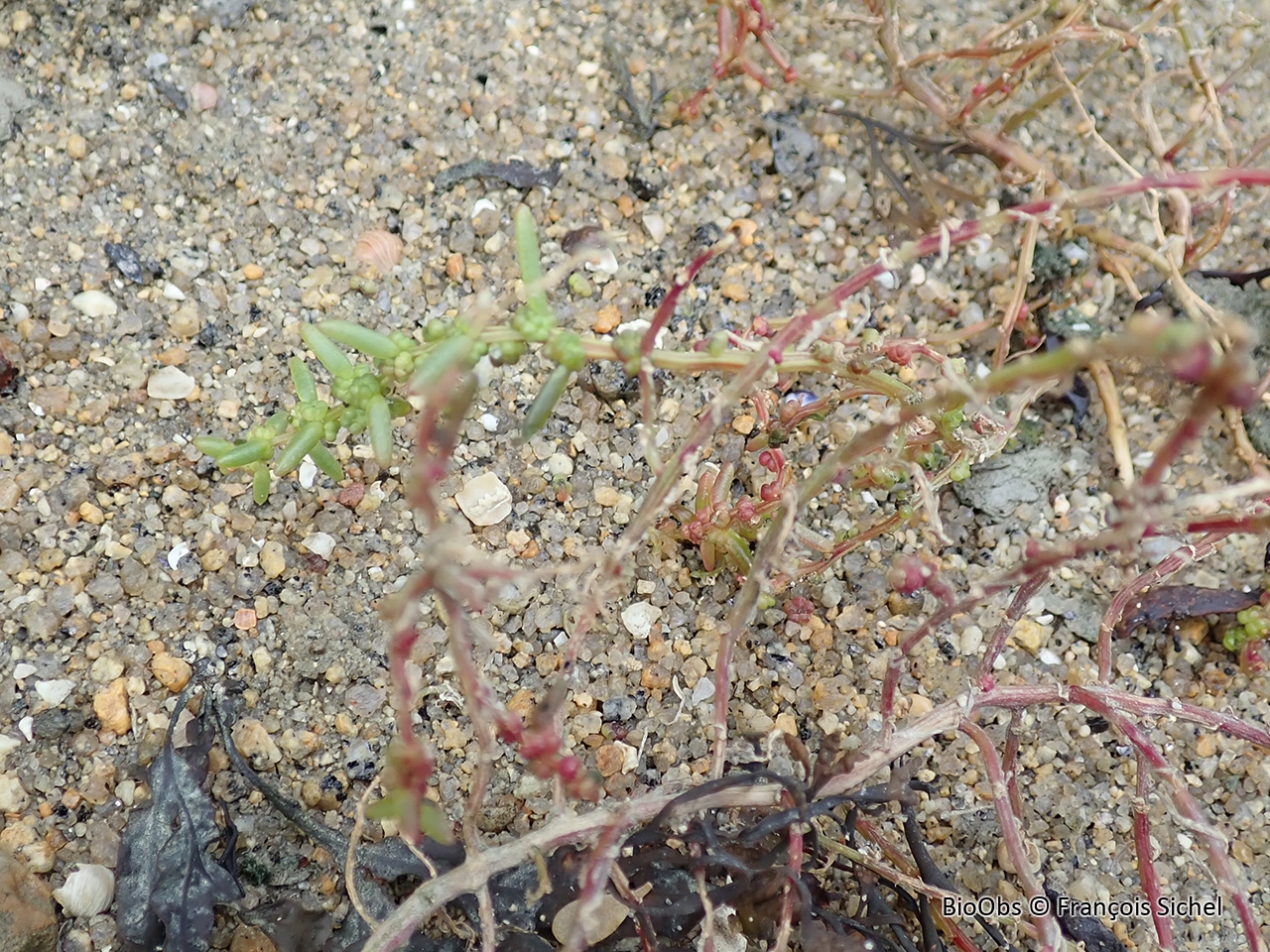 Soude maritime - Suaeda maritima - François Sichel - BioObs