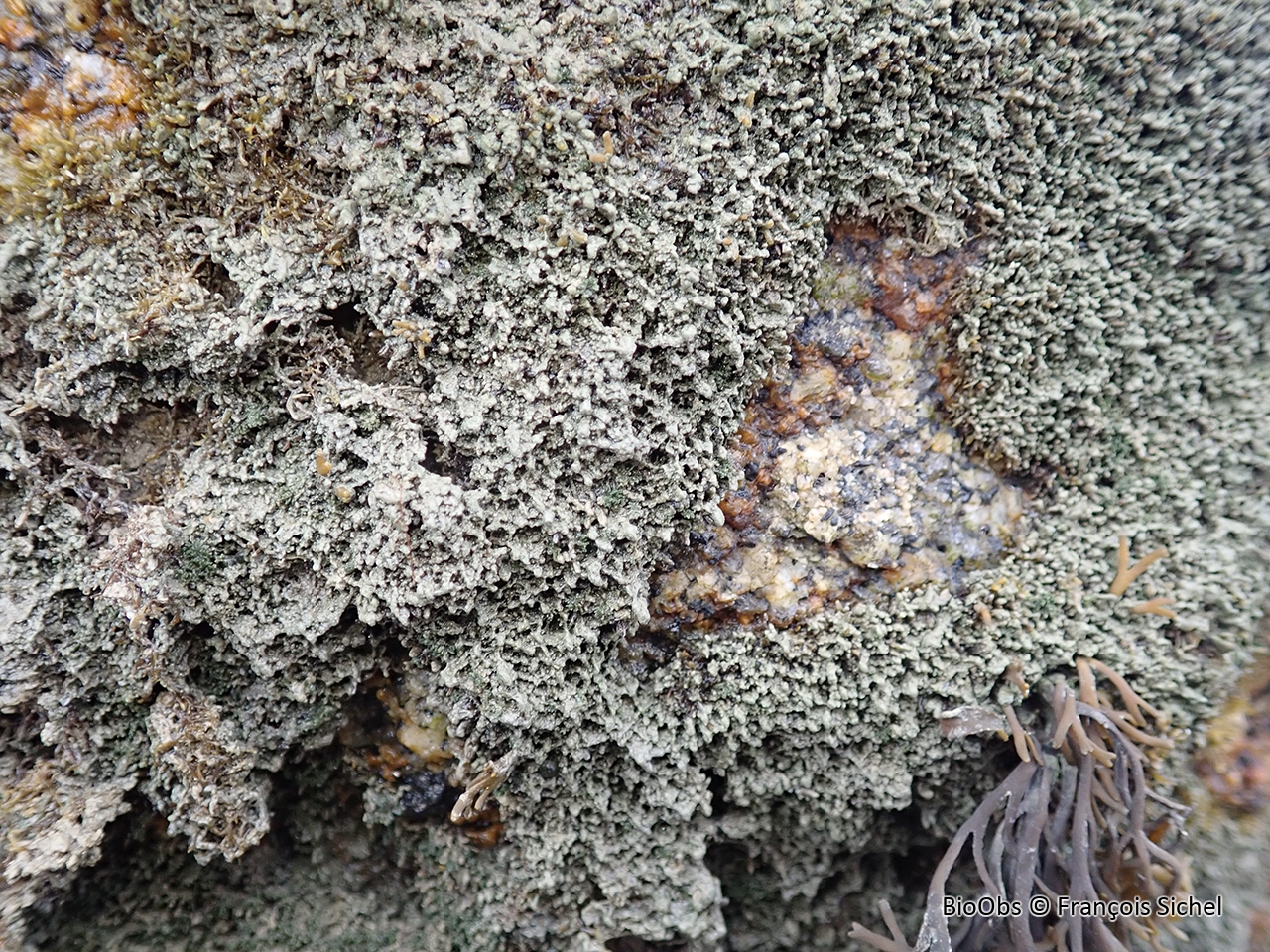 Caténelle en touffe - Catenella caespitosa - François Sichel - BioObs