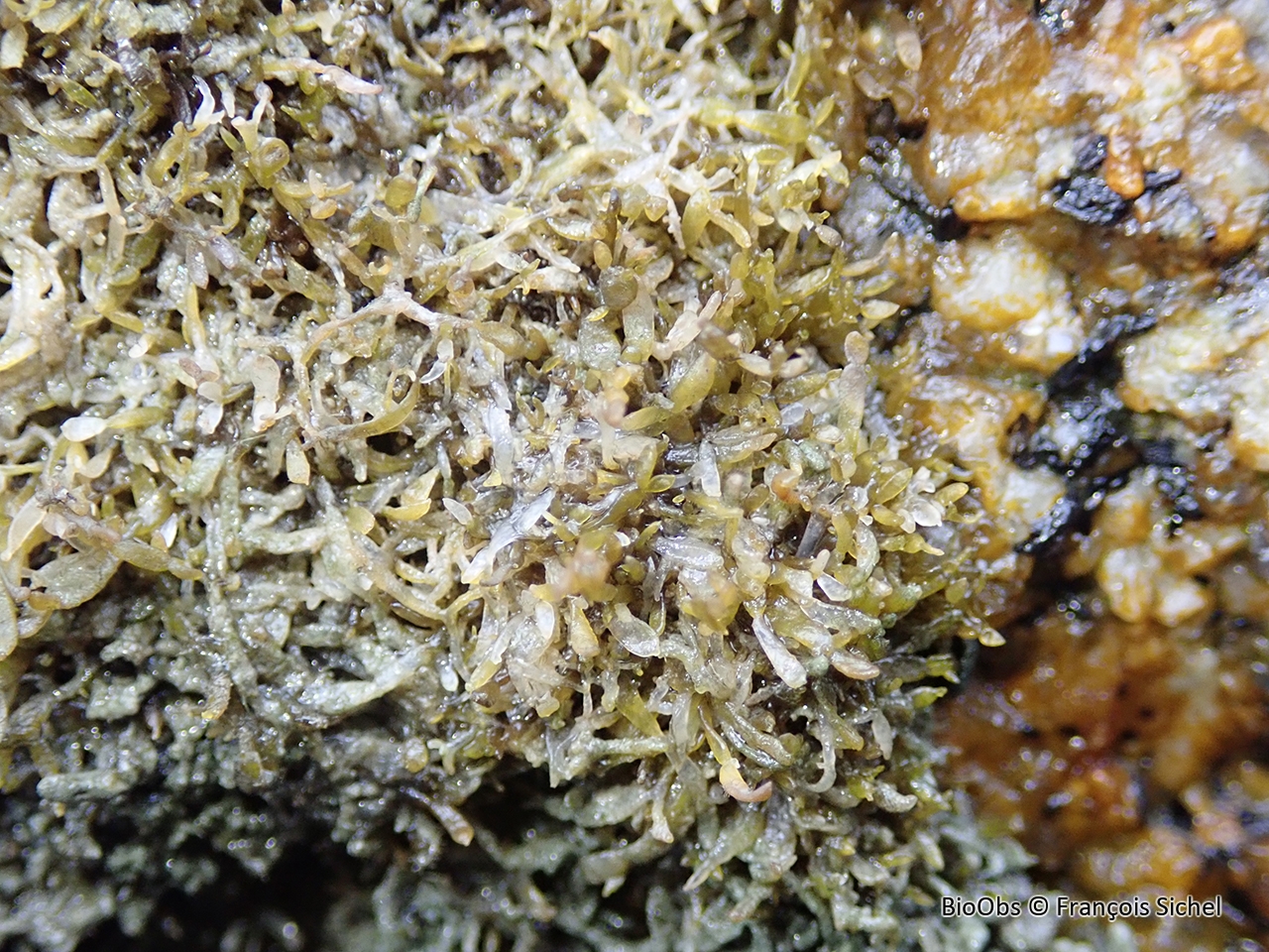 Caténelle en touffe - Catenella caespitosa - François Sichel - BioObs