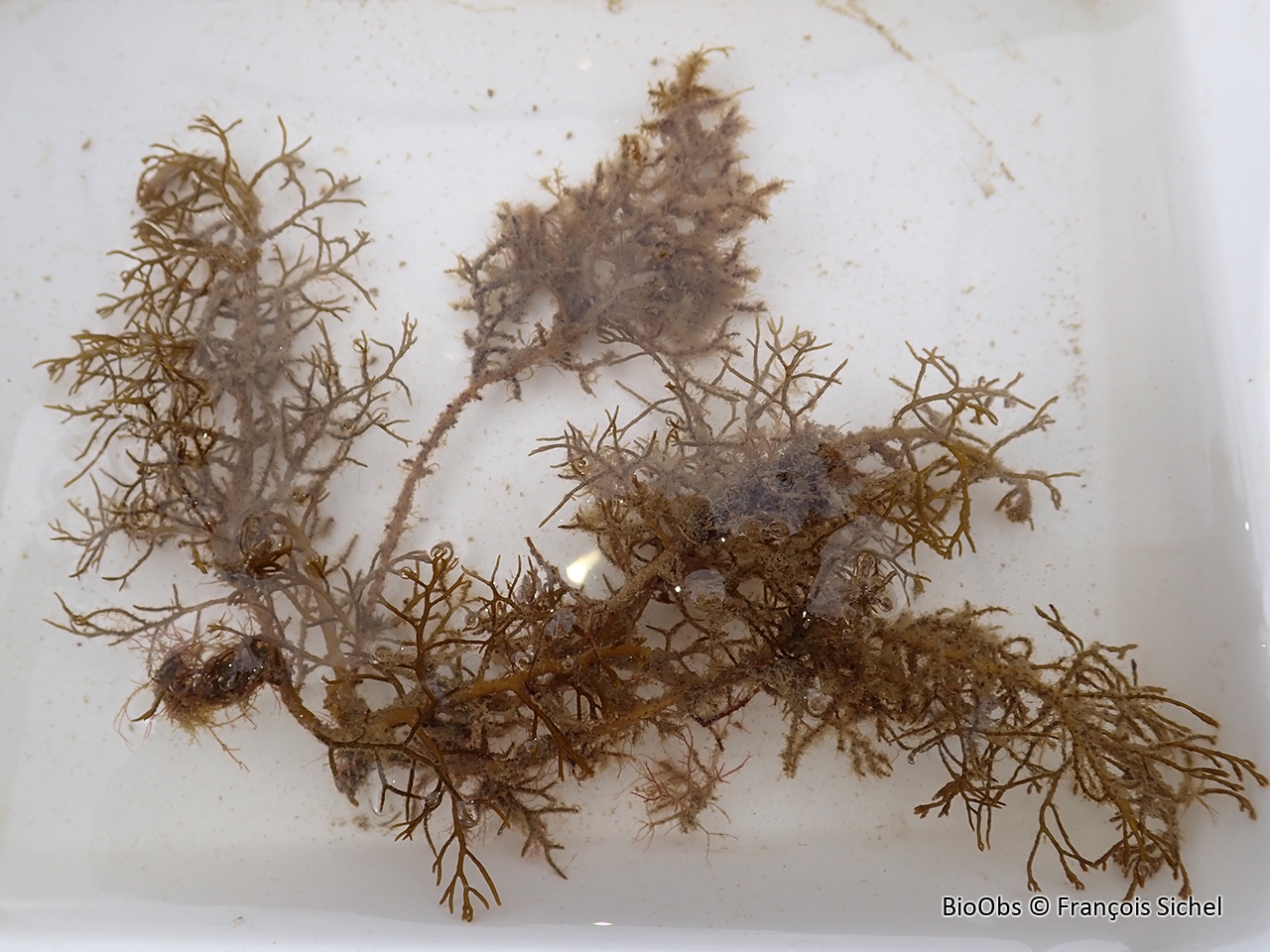 Cystoseire humble - Cystoseira humilis - François Sichel - BioObs