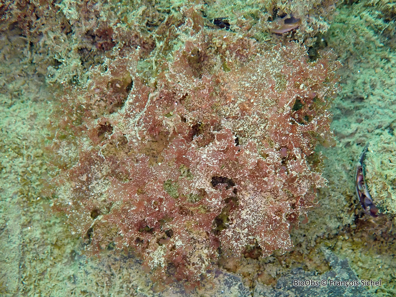 Nitophylle tachetée - Nitophyllum punctatum - François Sichel - BioObs