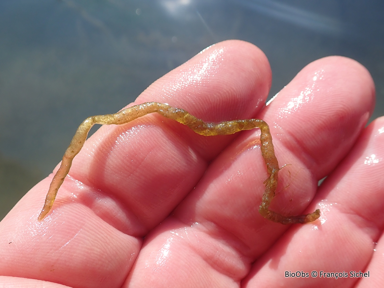 Algue saucisse fine - Asperococcus fistulosus - François Sichel - BioObs
