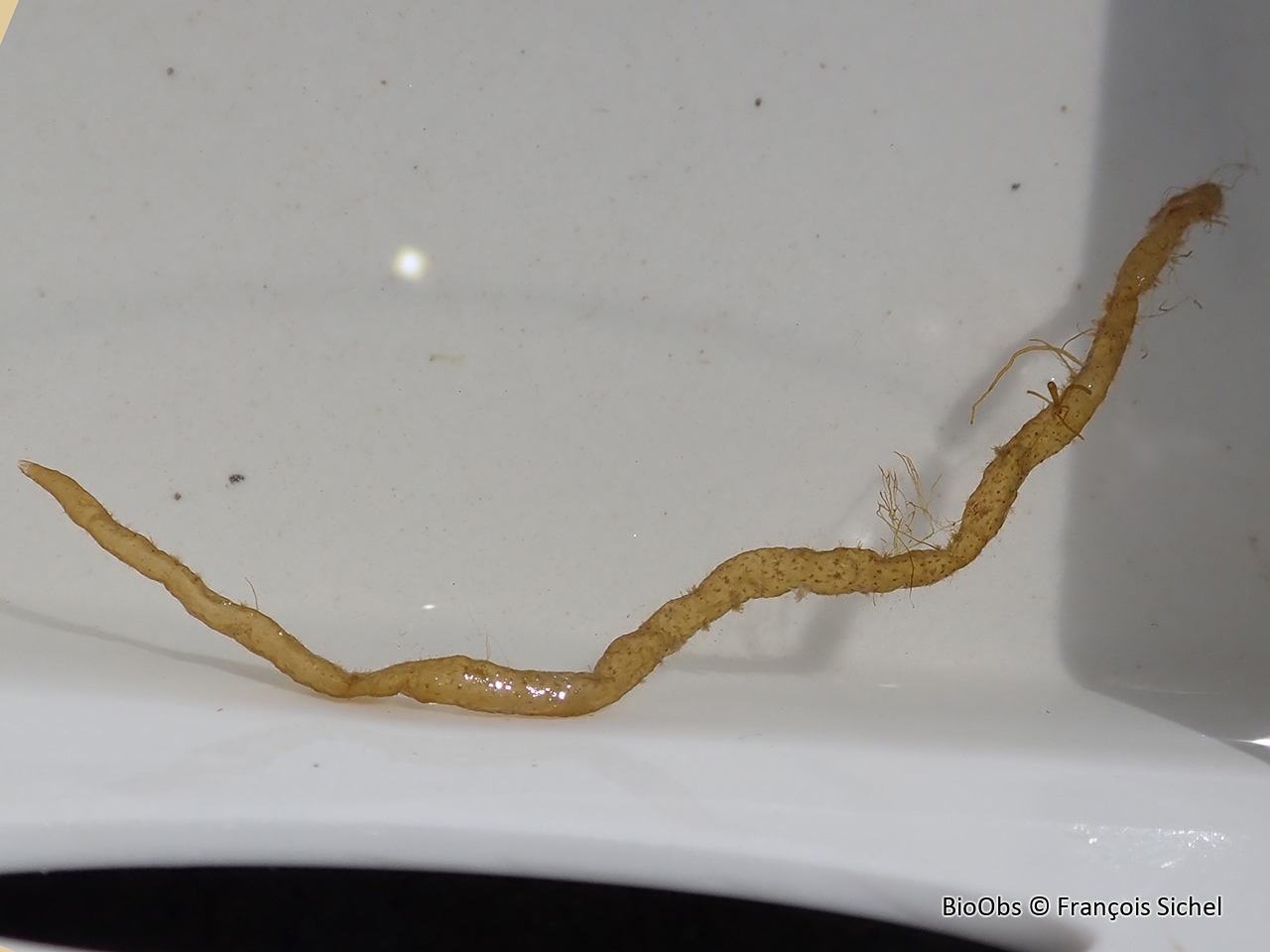 Algue saucisse fine - Asperococcus fistulosus - François Sichel - BioObs