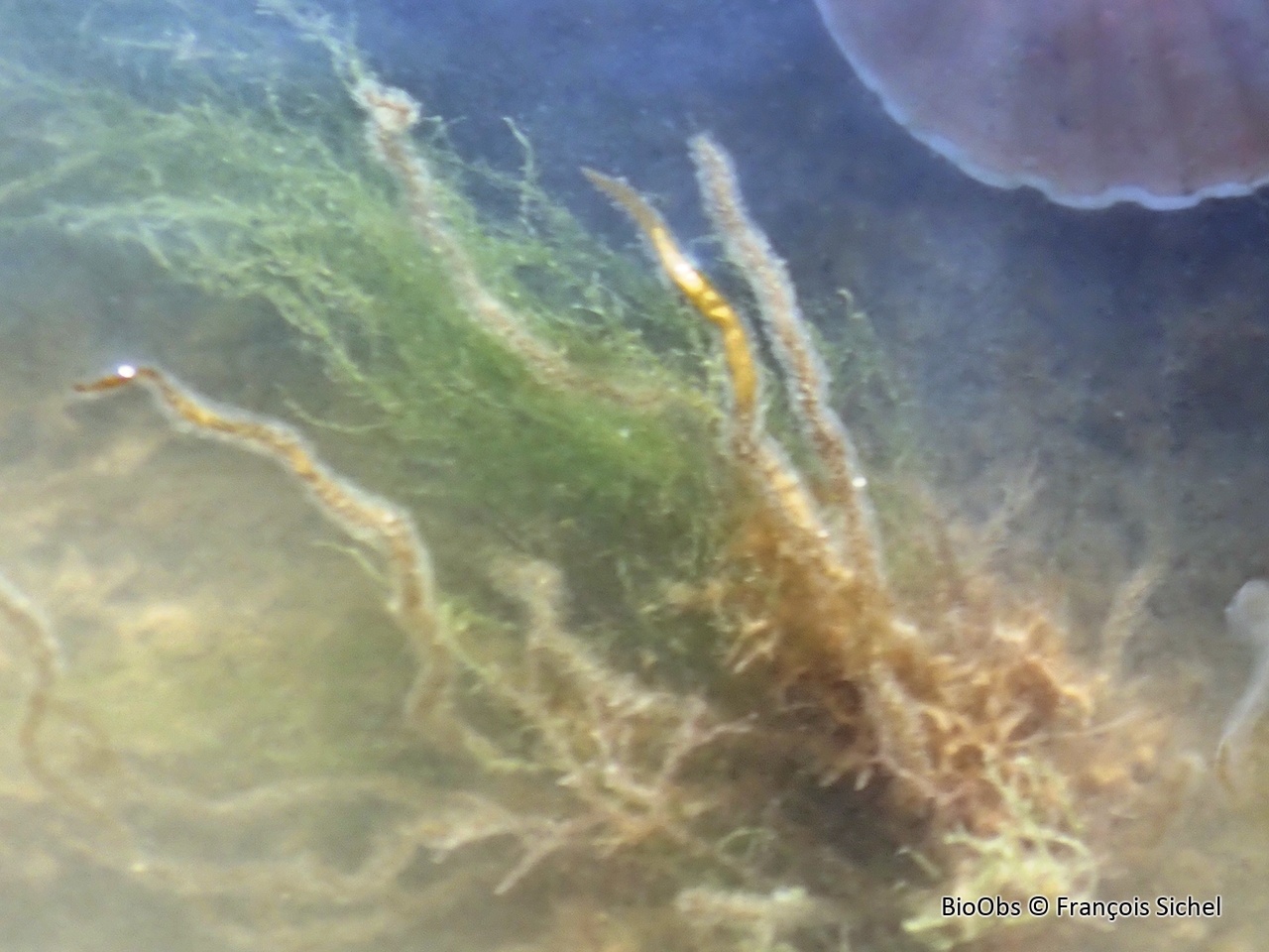 Algue saucisse fine - Asperococcus fistulosus - François Sichel - BioObs