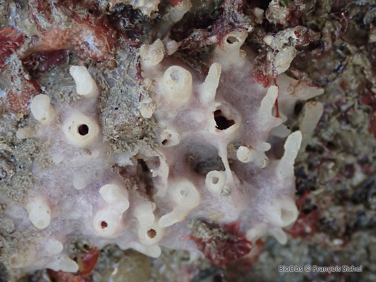 Eponge encroûtante rose - Haliclona (Gellius) fibulata (Schmidt, 1862) - François Sichel - BioObs