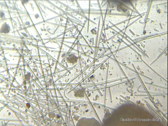 Eponge encroûtante rose - Haliclona (Gellius) fibulata (Schmidt, 1862) - François Sichel - BioObs
