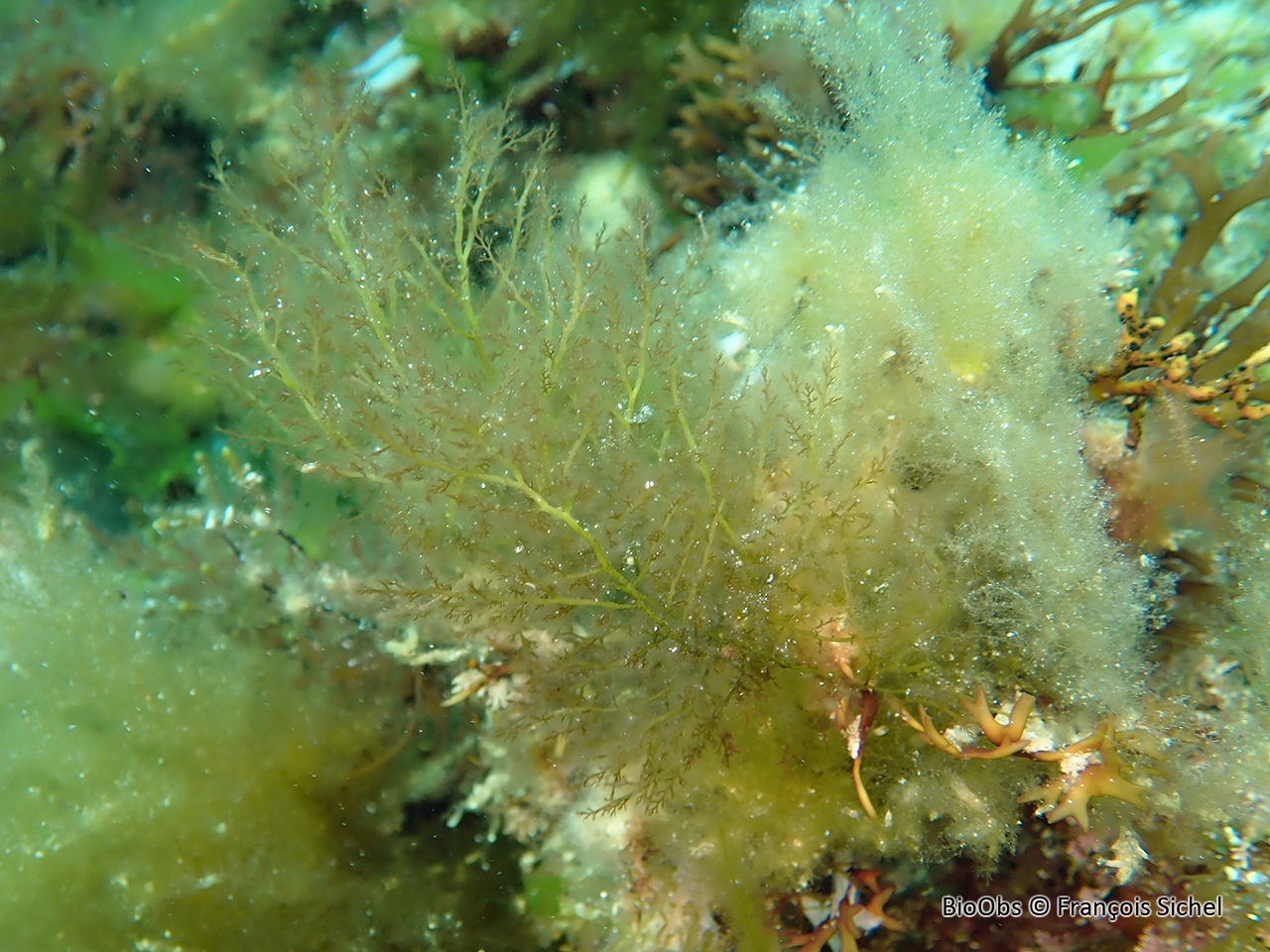 Algue arbustive touffue - Vertebrata martensiana - François Sichel - BioObs