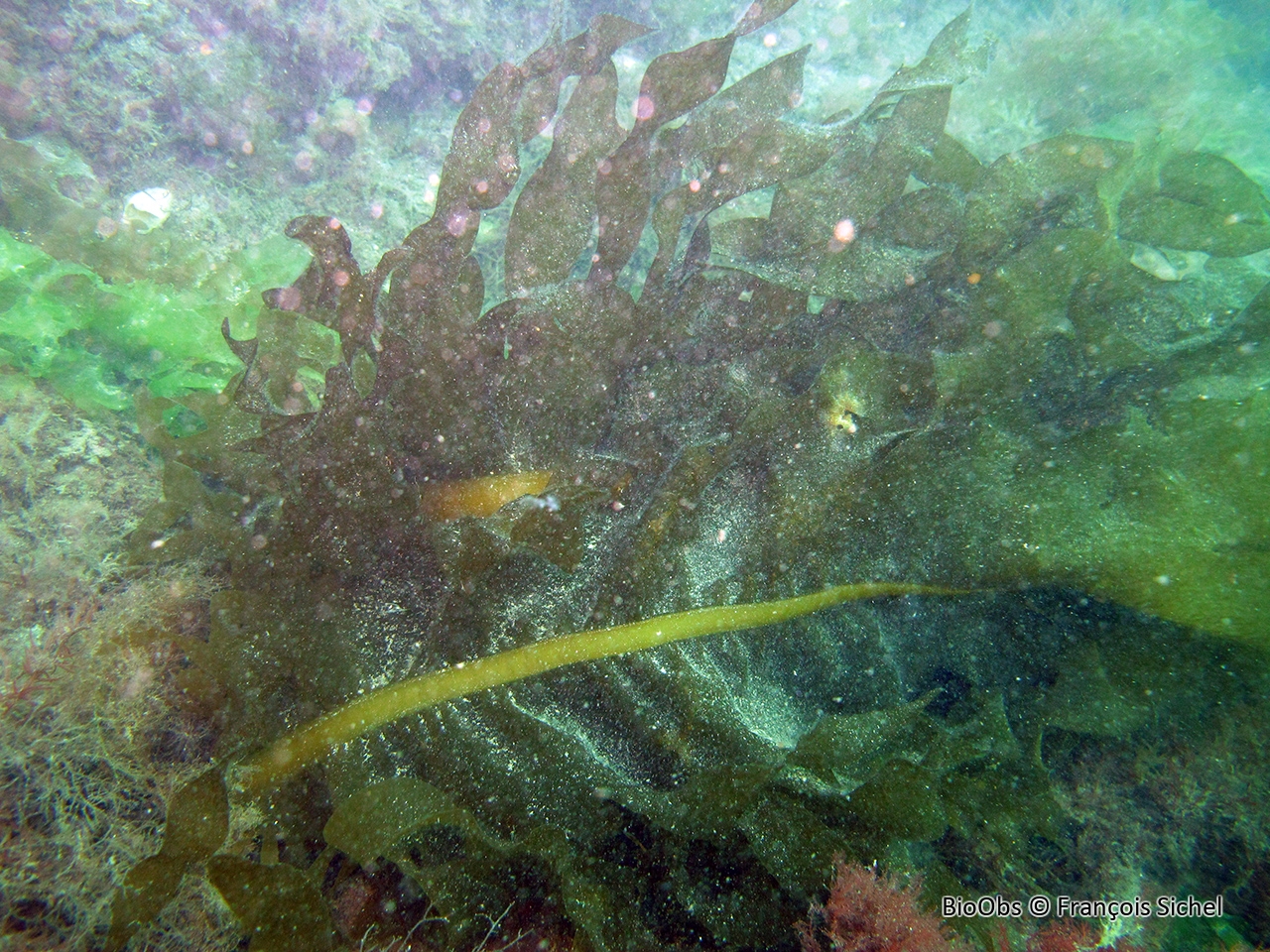 Wakamé - Undaria pinnatifida - François Sichel - BioObs