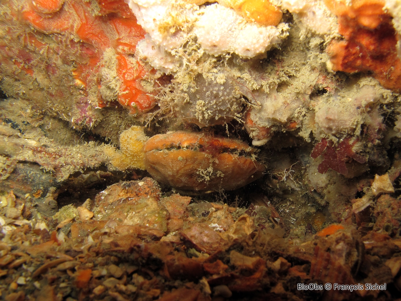 Pétoncle noir - Mimachlamys varia - François Sichel - BioObs