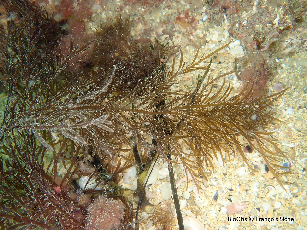 Feuille de fougère - Desmarestia ligulata - François Sichel - BioObs