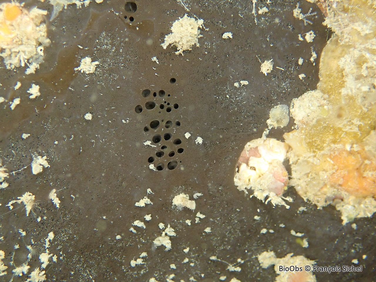 Eponge aile de chauve souris - Dercitus (Dercitus) bucklandi - François Sichel - BioObs