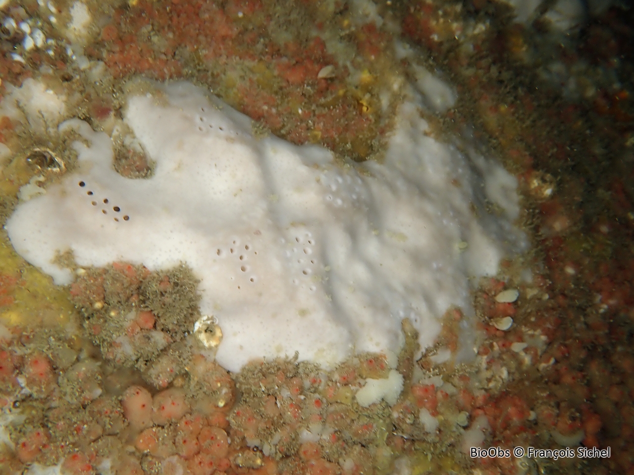 Fesse d'éléphant - Pachymatisma johnstonia - François Sichel - BioObs