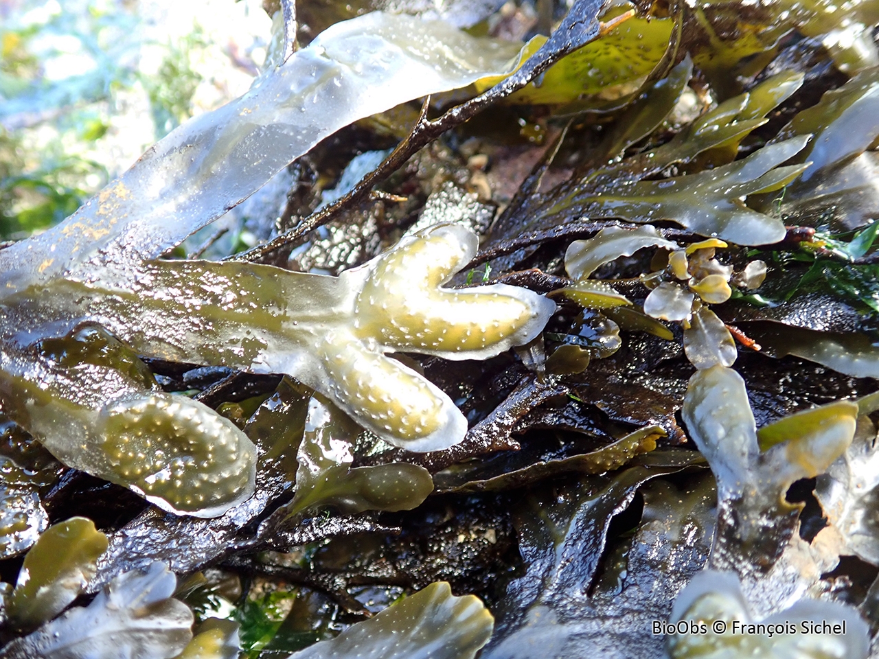 Fucus de Guiry - Fucus guiryi - François Sichel - BioObs