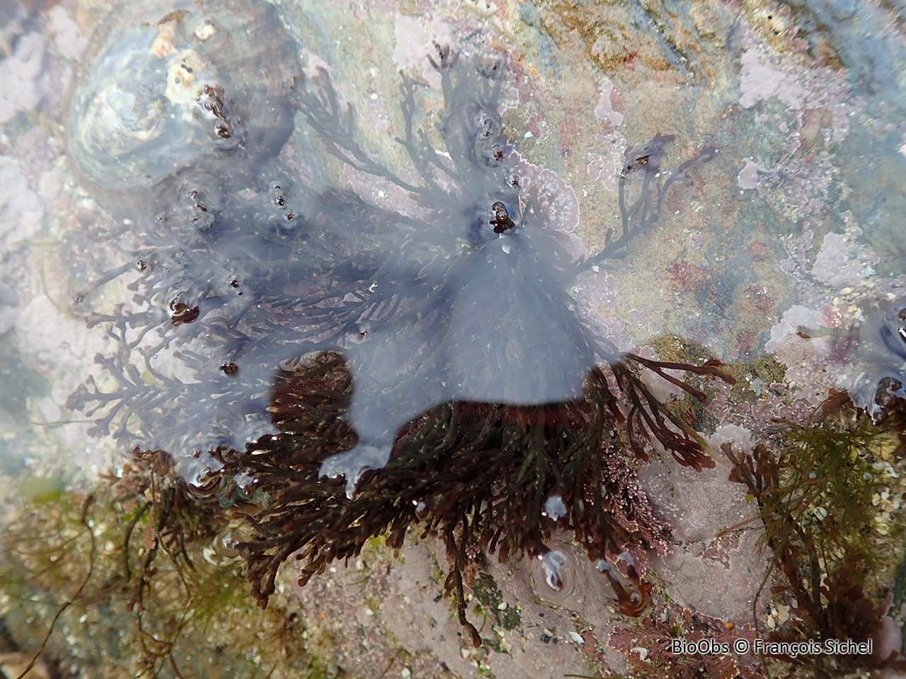 Fausse dulse poivrée - Osmundea hybrida - François Sichel - BioObs